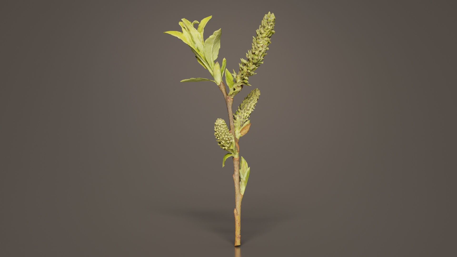 Salix Hastata Halberd Willow Salicaceae Sprout Low-poly 3D model_7