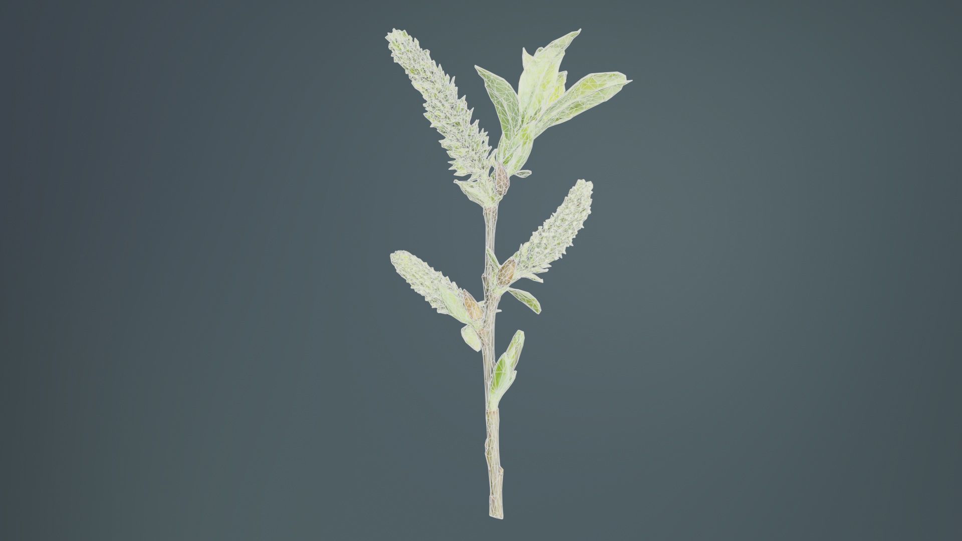 Salix Hastata Halberd Willow Salicaceae Sprout Low-poly 3D model_10