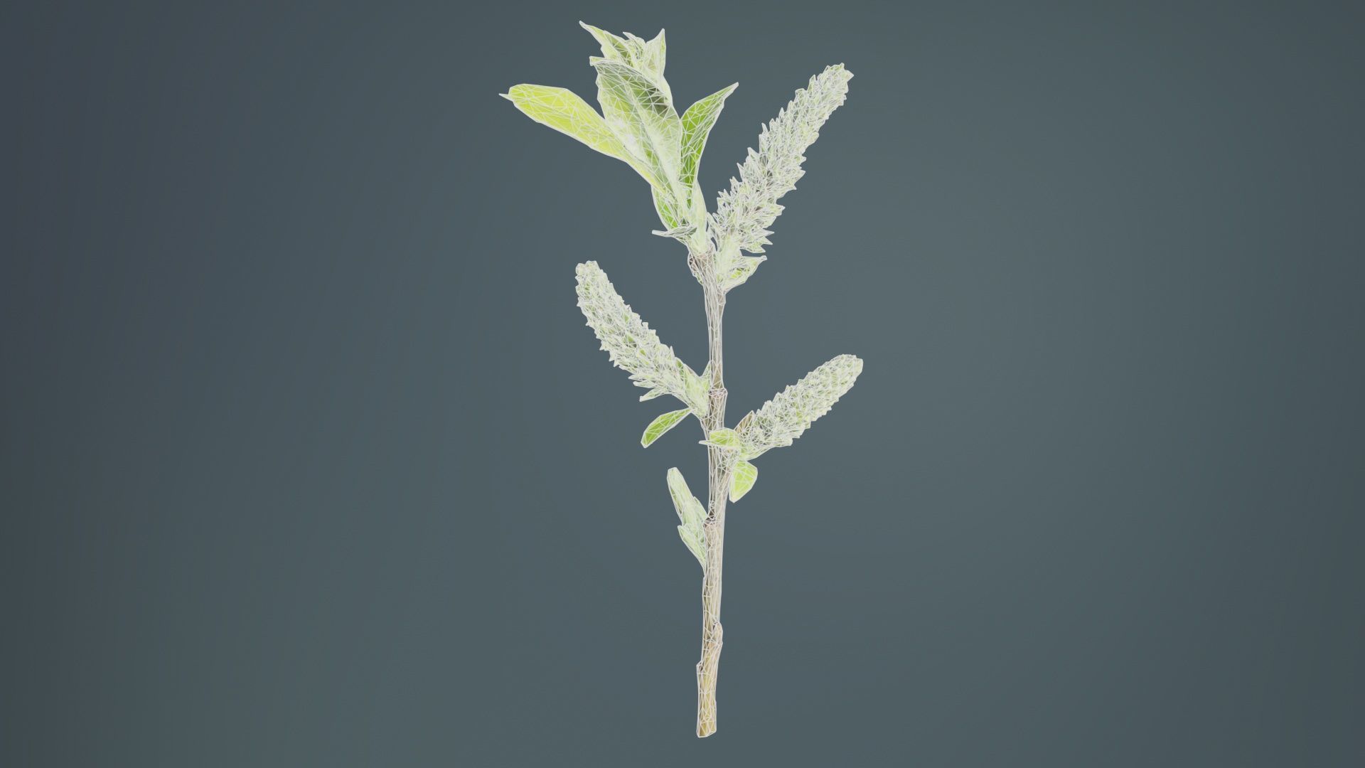 Salix Hastata Halberd Willow Salicaceae Sprout Low-poly 3D model_9
