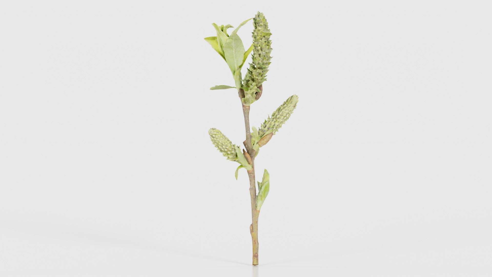 Salix Hastata Halberd Willow Salicaceae Sprout Low-poly 3D model_23