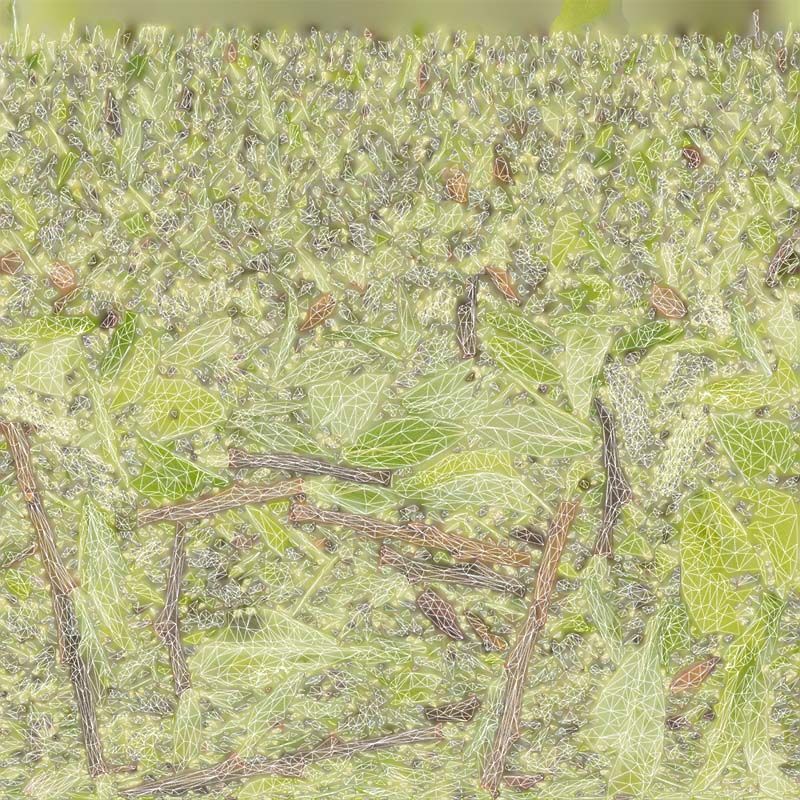 Salix Hastata Halberd Willow Salicaceae Sprout Low-poly 3D model_14