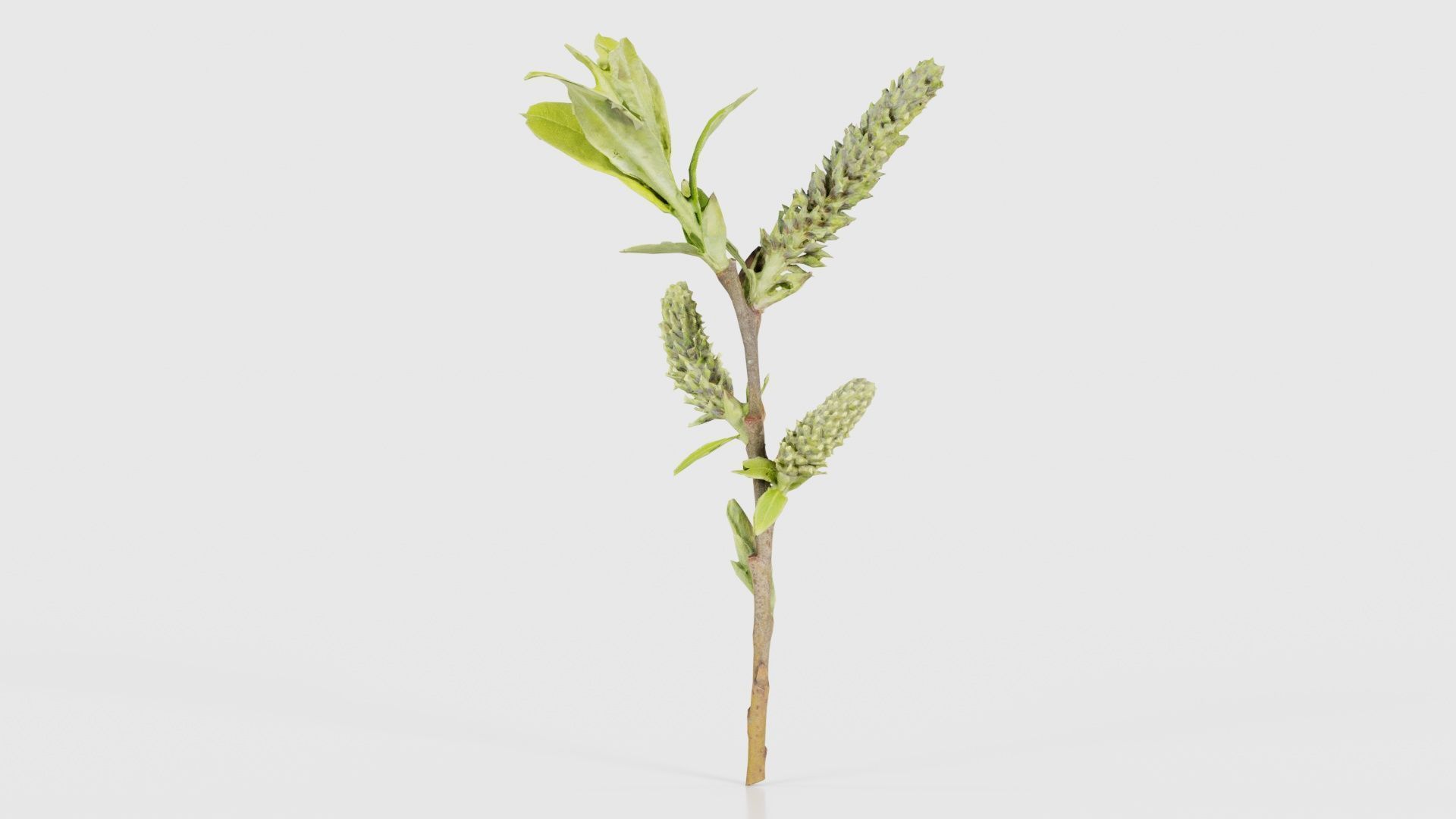 Salix Hastata Halberd Willow Salicaceae Sprout Low-poly 3D model_26