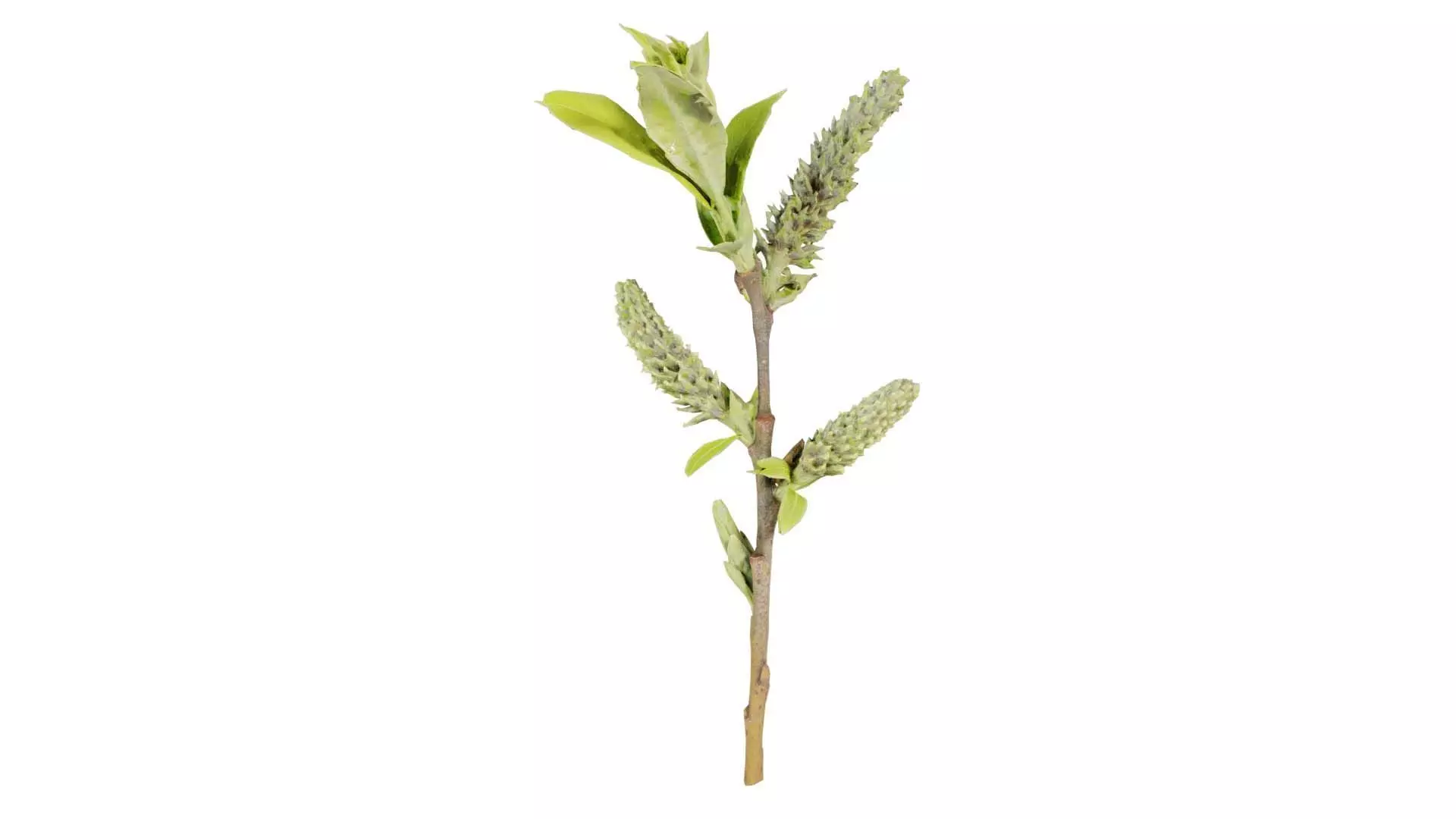 Salix Hastata Halberd Willow Salicaceae Sprout Low-poly 3D model_0