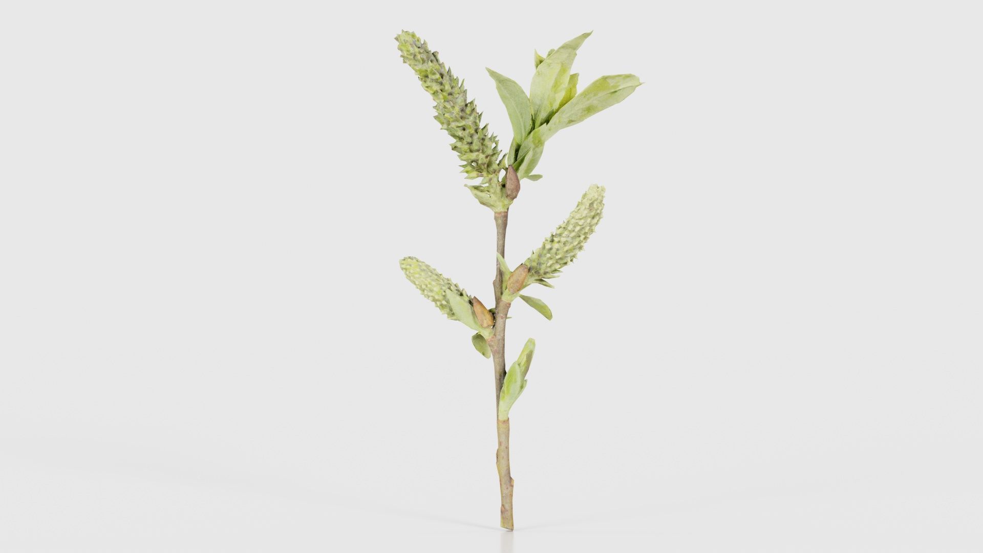 Salix Hastata Halberd Willow Salicaceae Sprout Low-poly 3D model_21