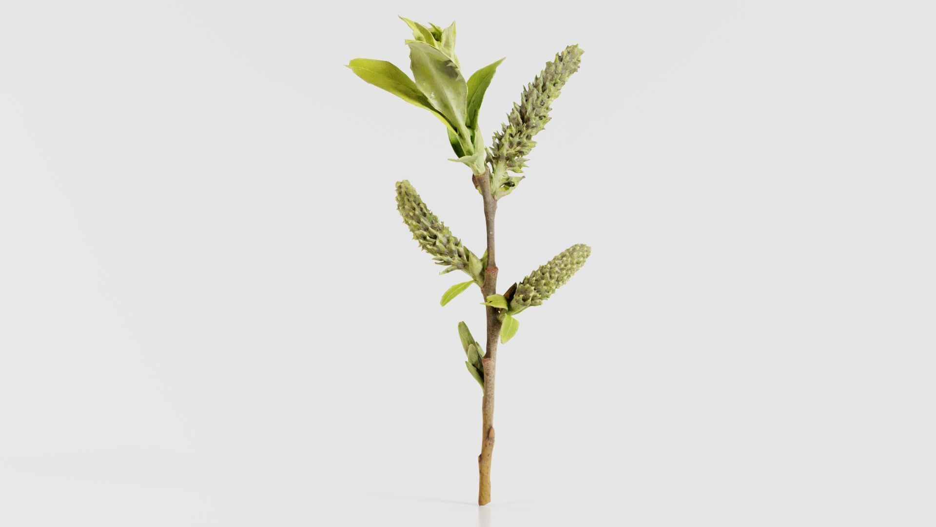 Salix Hastata Halberd Willow Salicaceae Sprout Low-poly 3D model_5