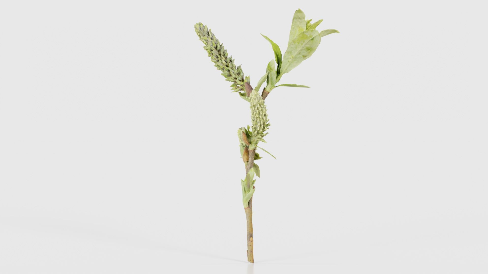 Salix Hastata Halberd Willow Salicaceae Sprout Low-poly 3D model_19
