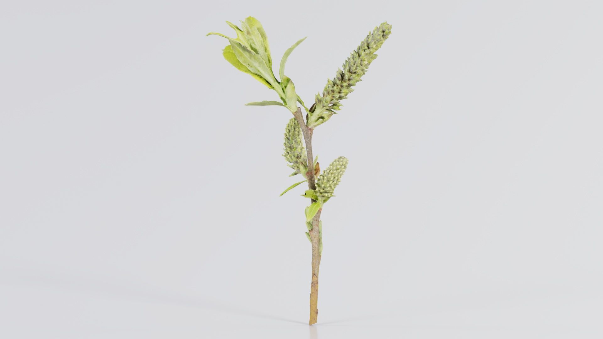 Salix Hastata Halberd Willow Salicaceae Sprout Low-poly 3D model_6