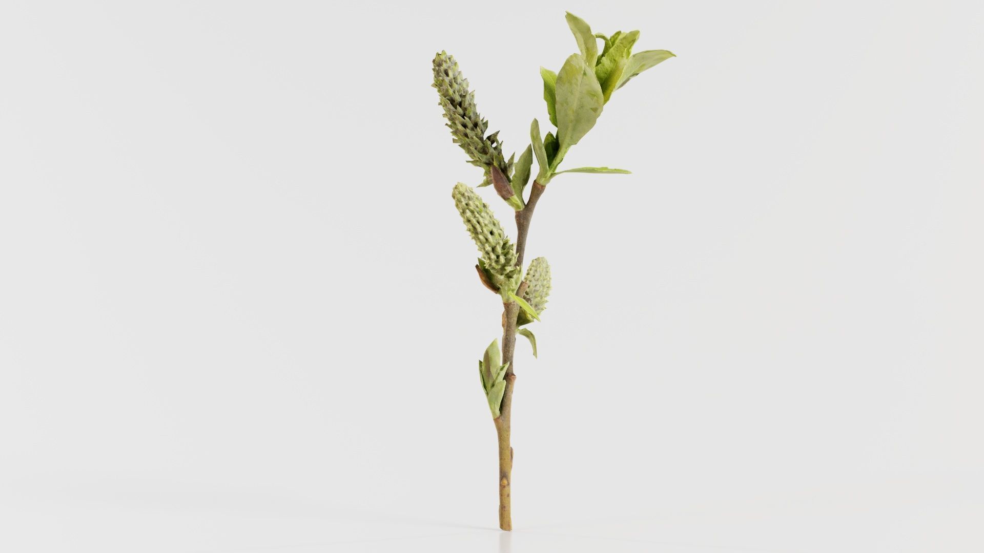Salix Hastata Halberd Willow Salicaceae Sprout Low-poly 3D model_3