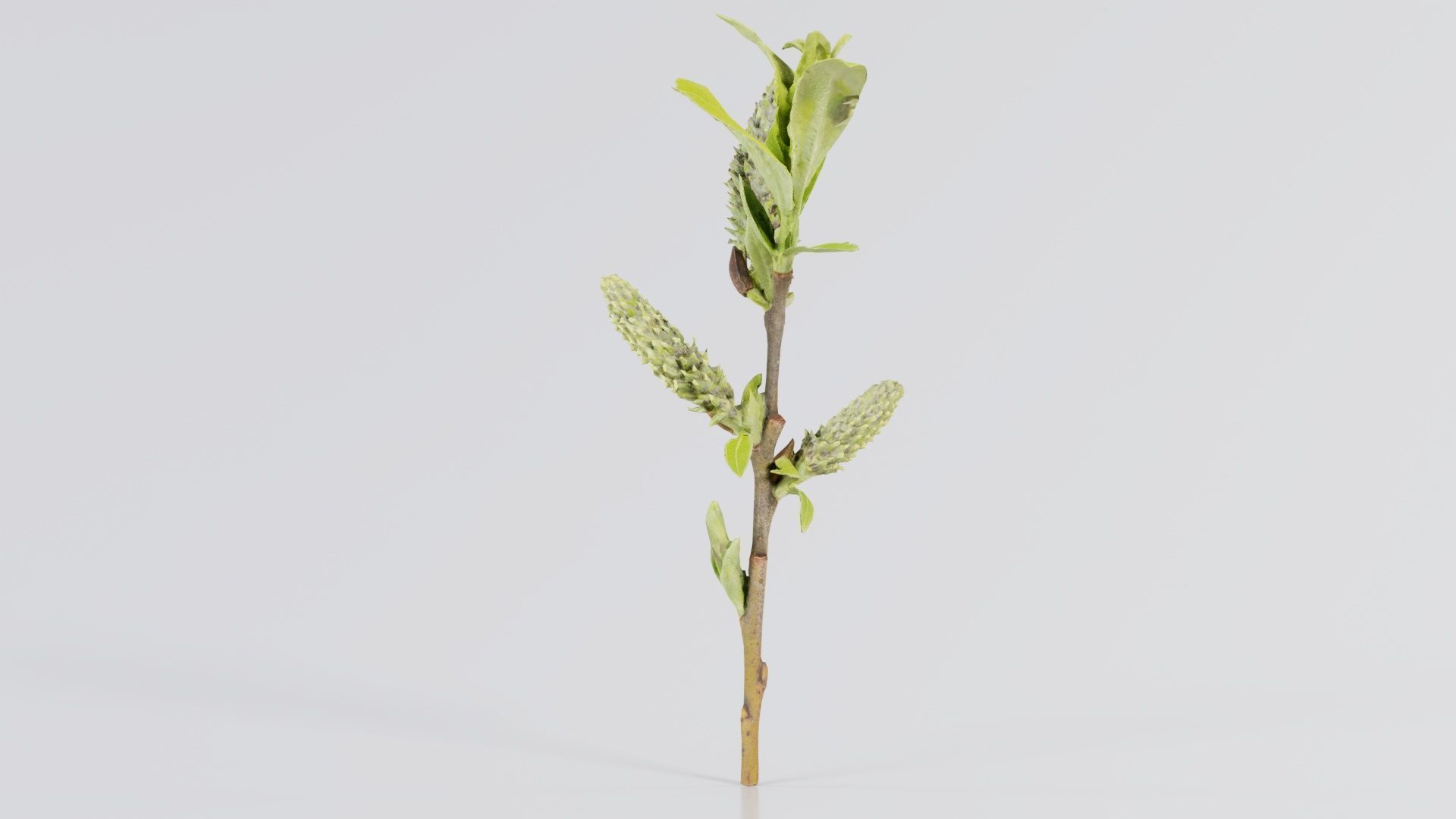 Salix Hastata Halberd Willow Salicaceae Sprout Low-poly 3D model_4
