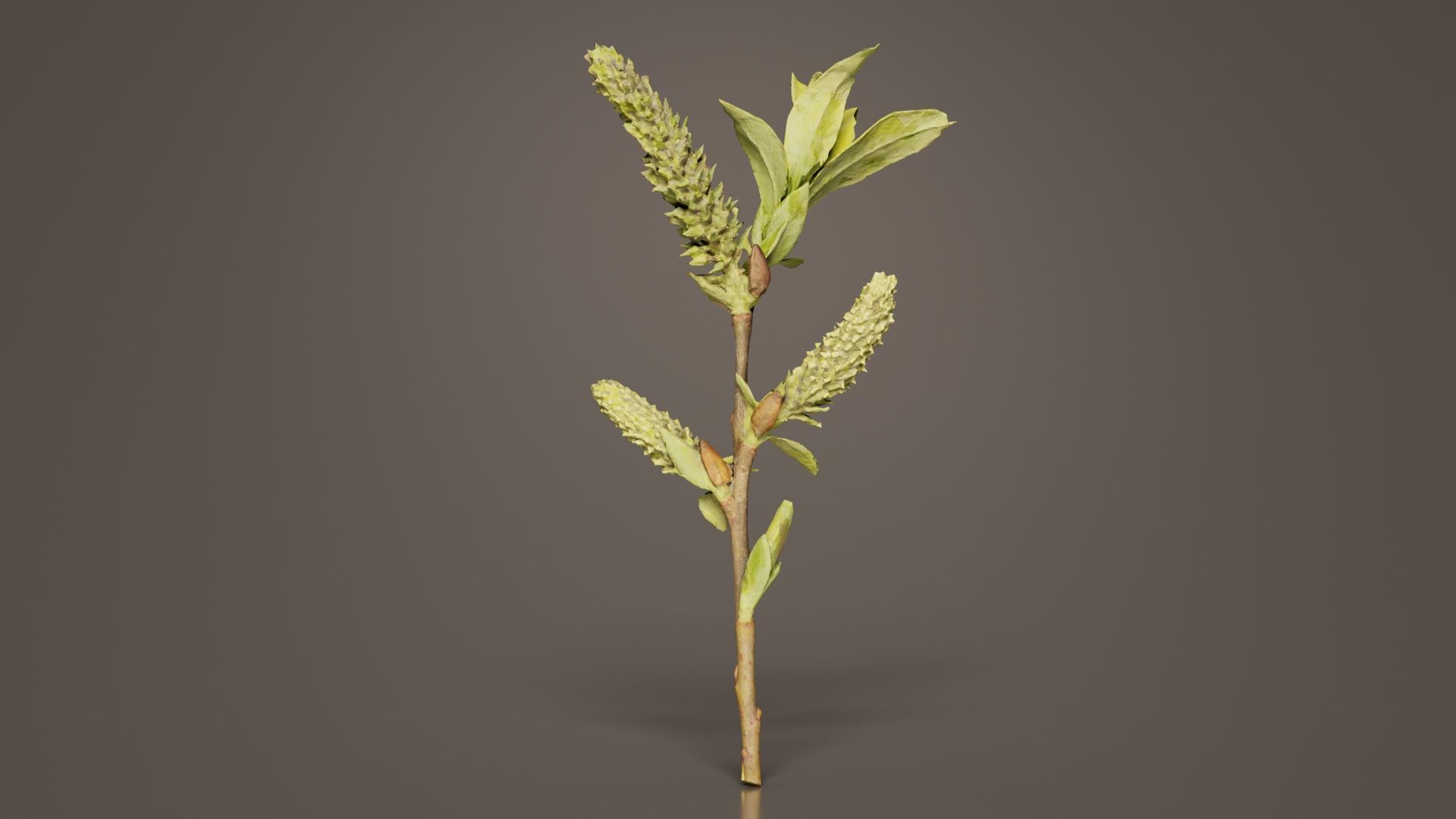 Salix Hastata Halberd Willow Salicaceae Sprout Low-poly 3D model_1