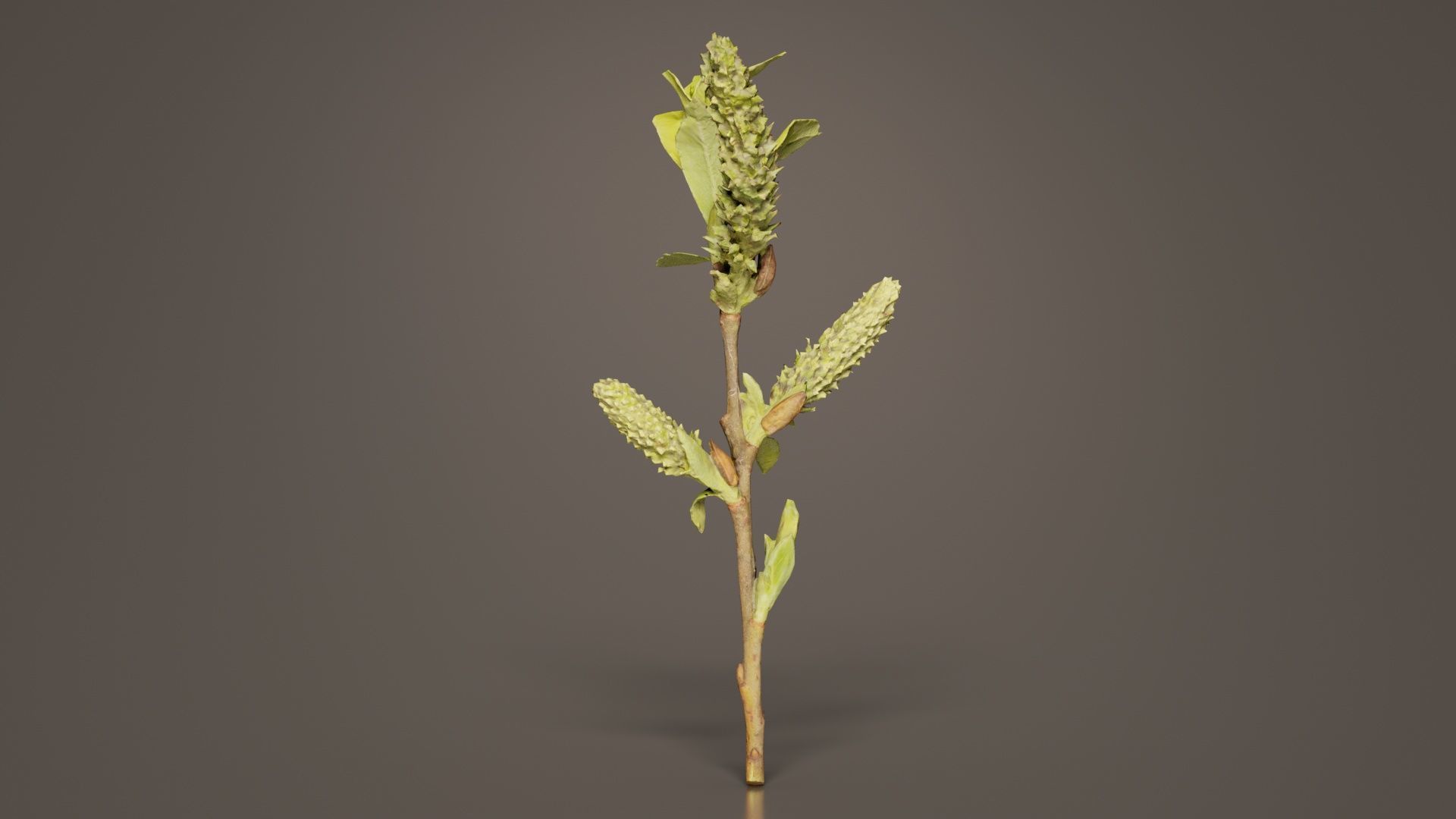 Salix Hastata Halberd Willow Salicaceae Sprout Low-poly 3D model_8