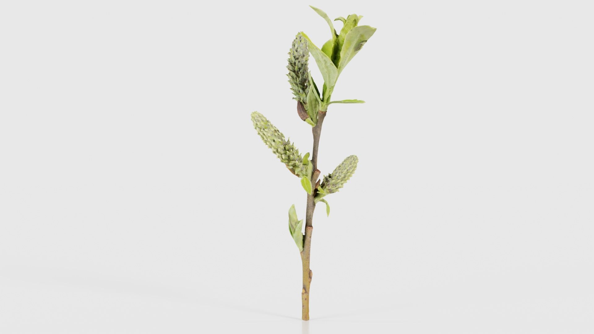 Salix Hastata Halberd Willow Salicaceae Sprout Low-poly 3D model_17