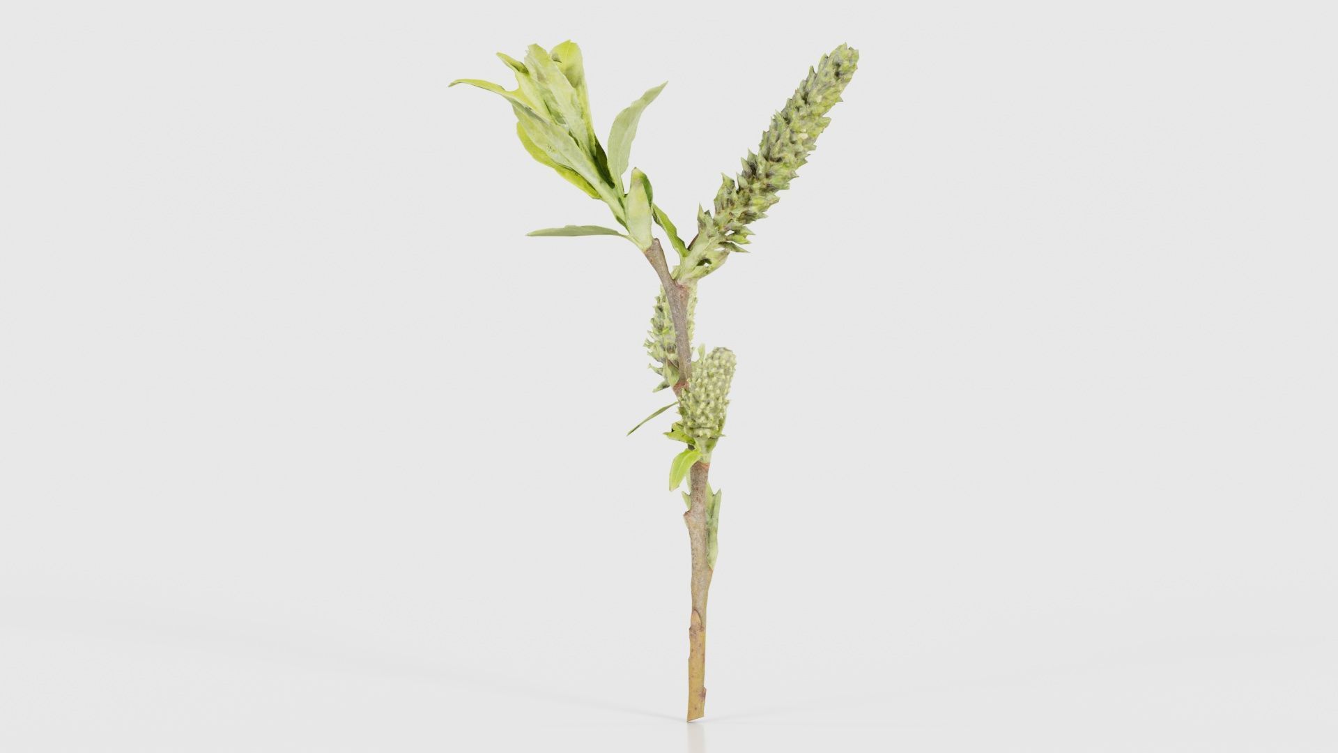 Salix Hastata Halberd Willow Salicaceae Sprout Low-poly 3D model_25
