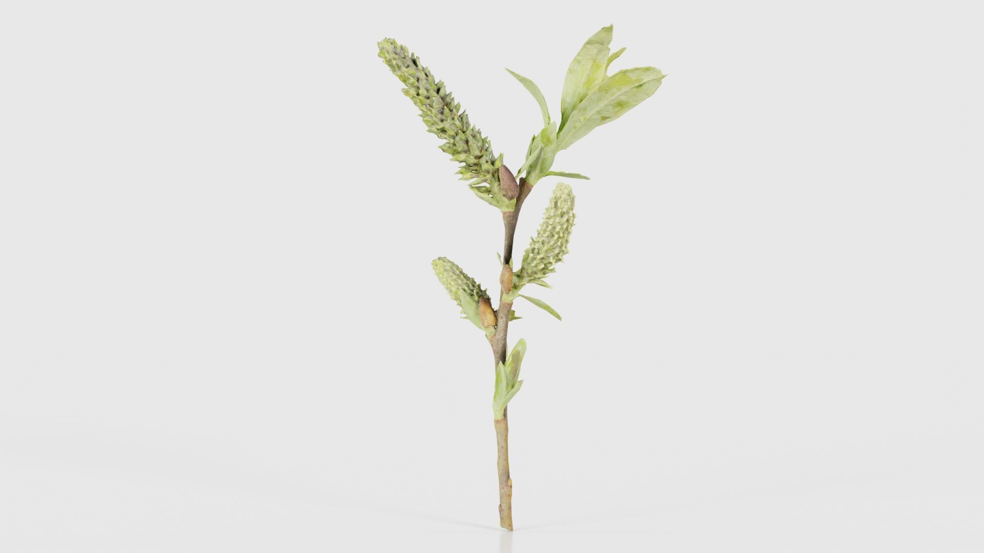 Salix Hastata Halberd Willow Salicaceae Sprout Low-poly 3D model_20