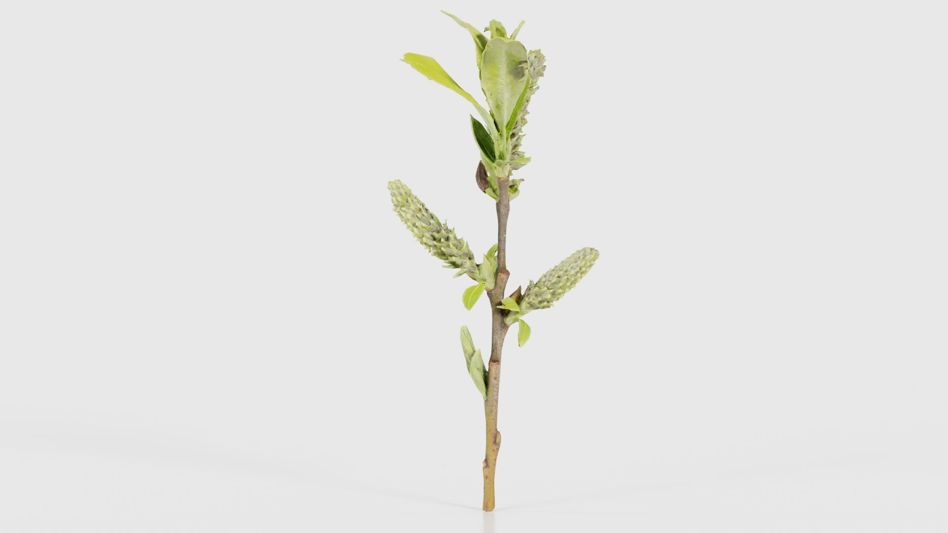 Salix Hastata Halberd Willow Salicaceae Sprout Low-poly 3D model_16