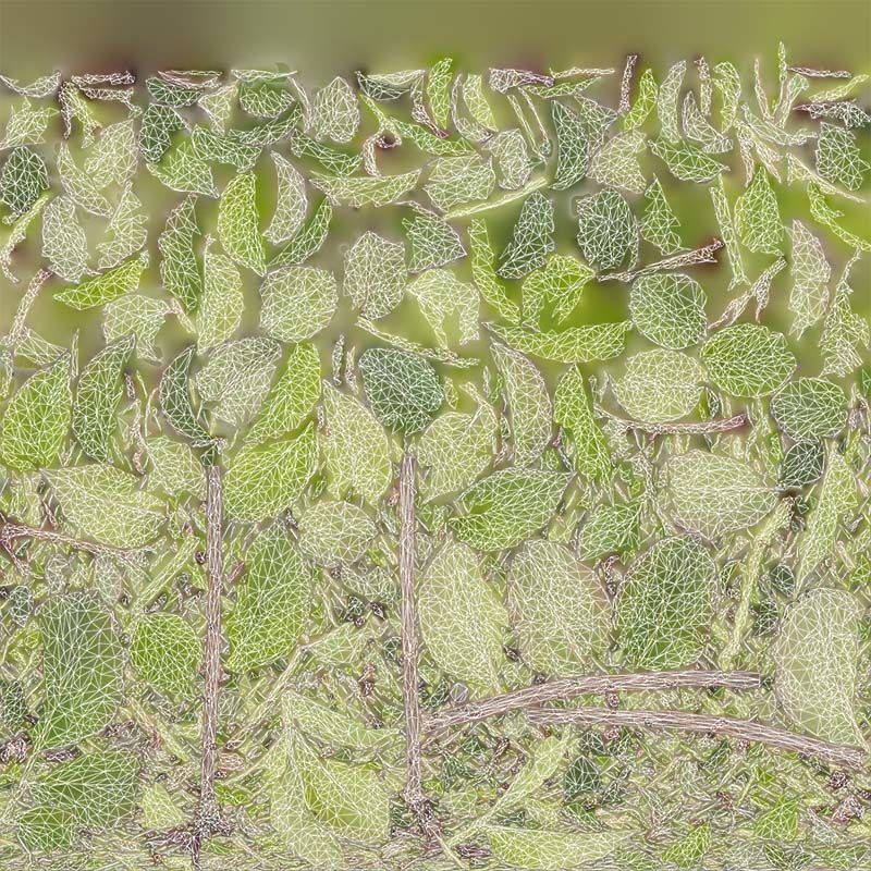 Sambucus Nigra Common Elder Viburnaceae Sprout Low-poly 3D model_14