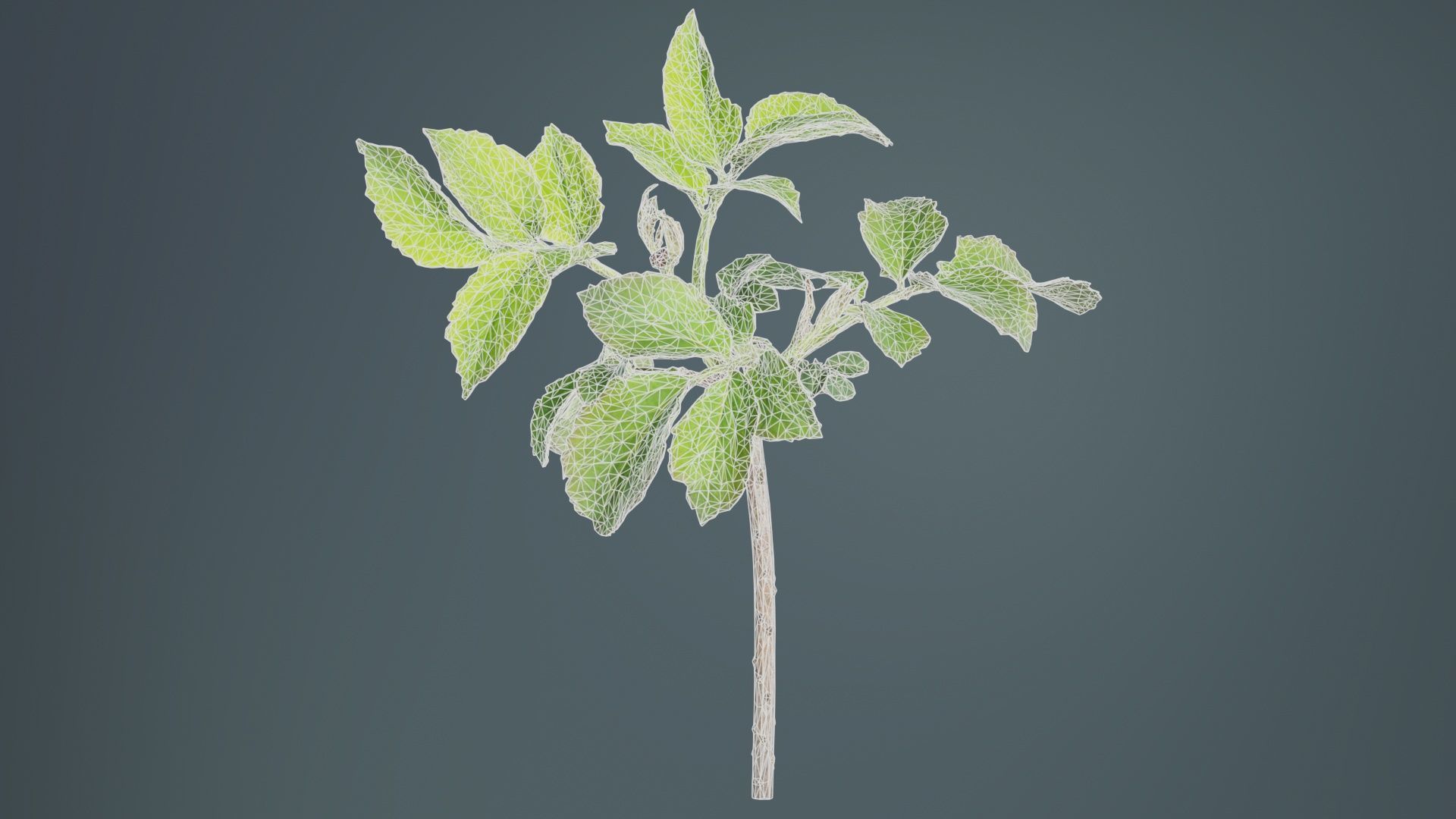 Sambucus Nigra Common Elder Viburnaceae Sprout Low-poly 3D model_9