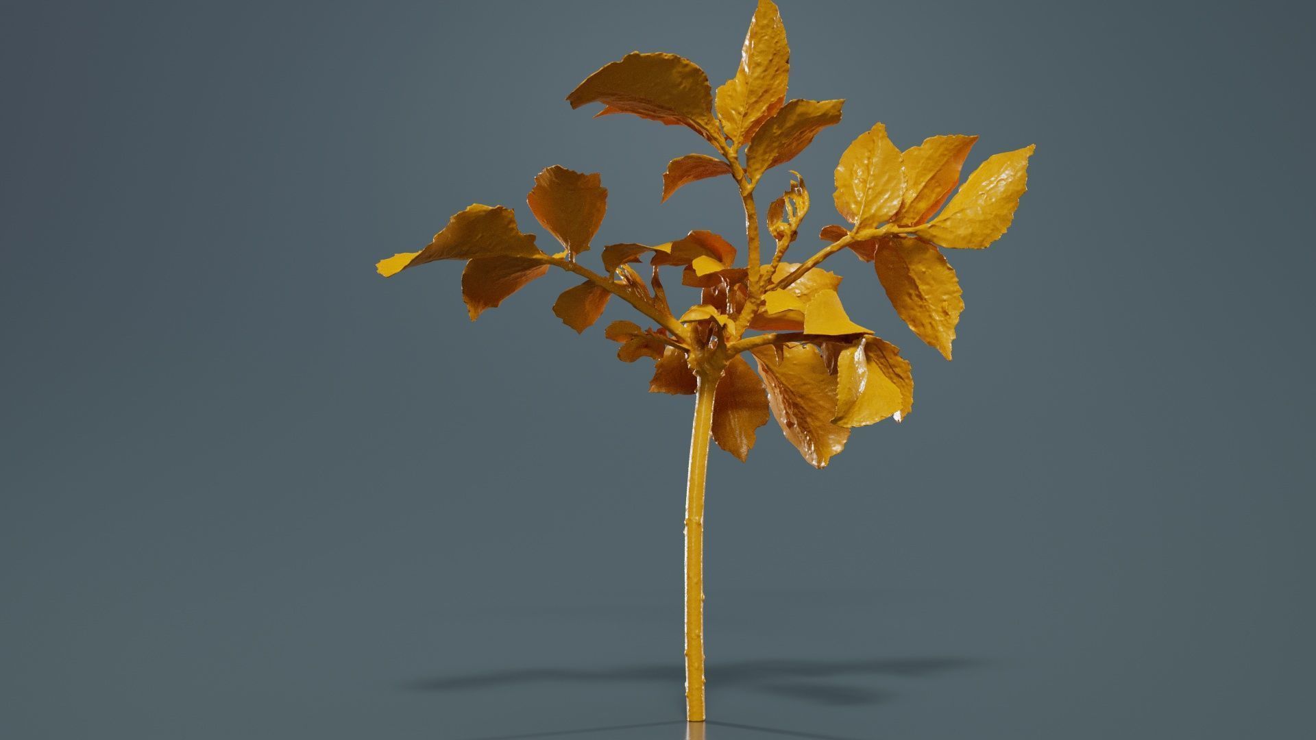 Sambucus Nigra Common Elder Viburnaceae Sprout Low-poly 3D model_13