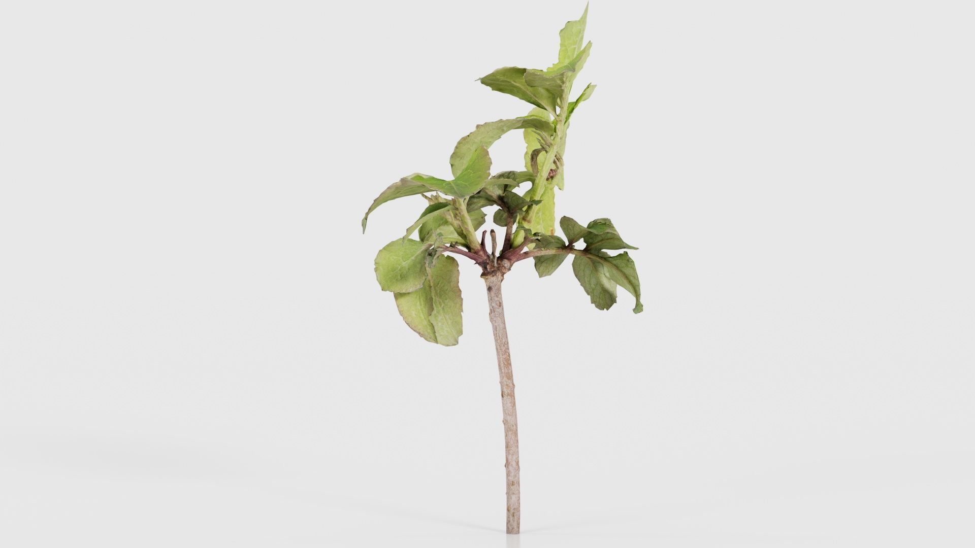 Sambucus Nigra Common Elder Viburnaceae Sprout Low-poly 3D model_23
