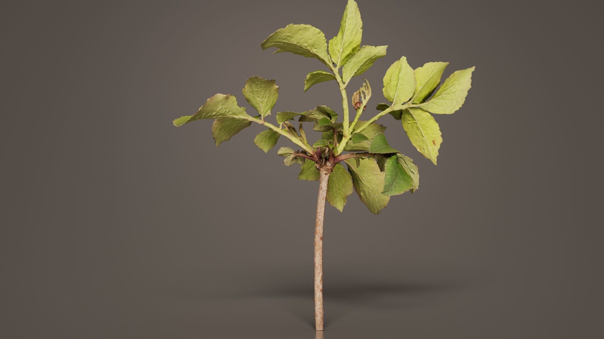 Sambucus Nigra Common Elder Viburnaceae Sprout Low-poly 3D model_7