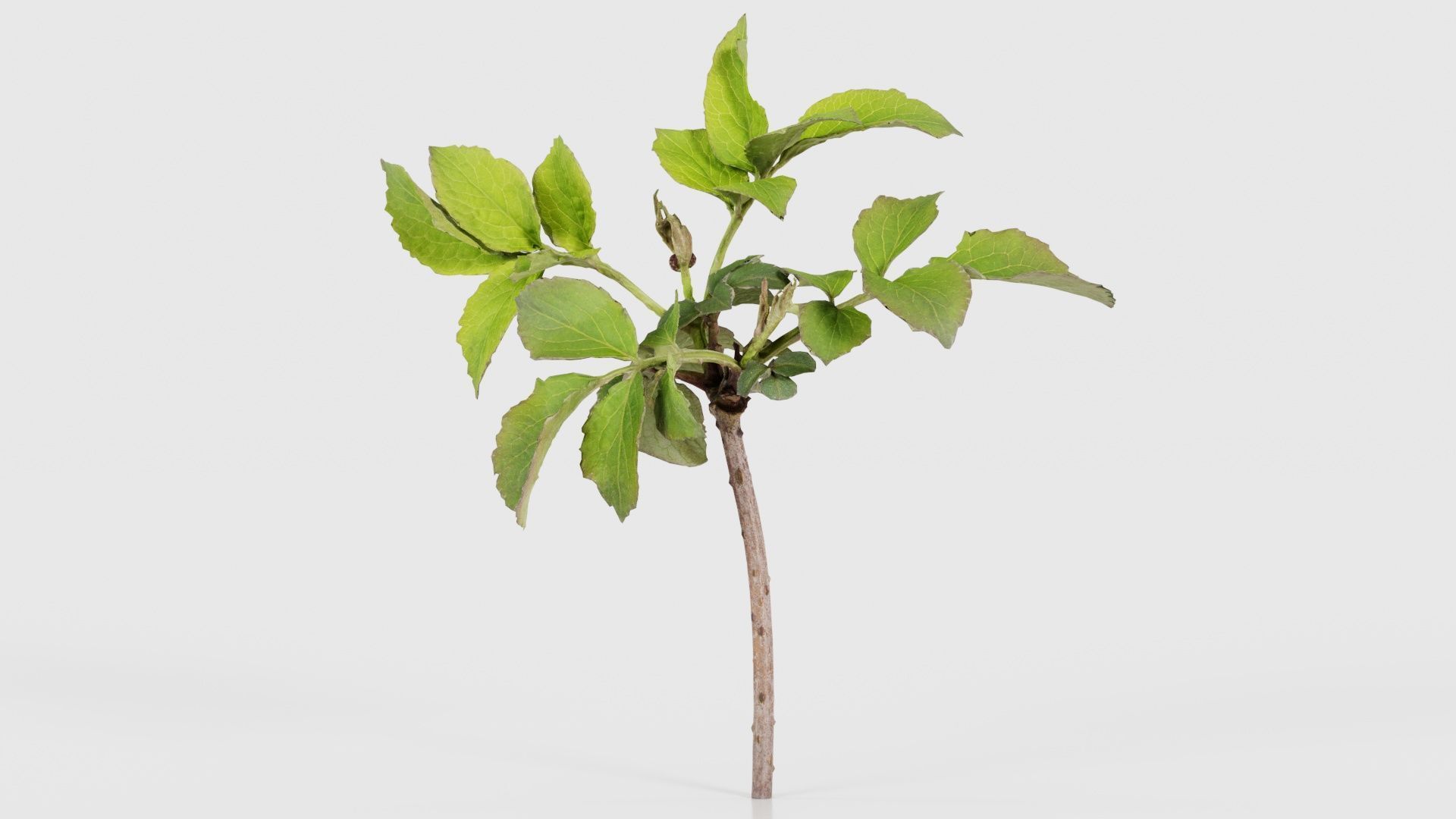 Sambucus Nigra Common Elder Viburnaceae Sprout Low-poly 3D model_26