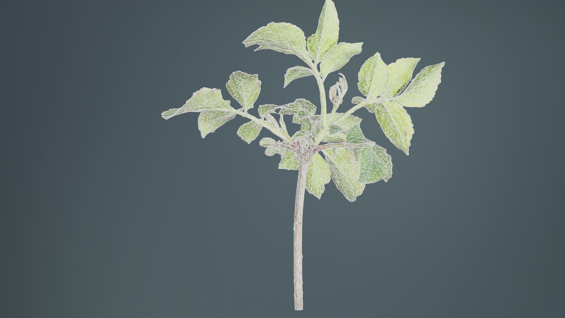 Sambucus Nigra Common Elder Viburnaceae Sprout Low-poly 3D model_10