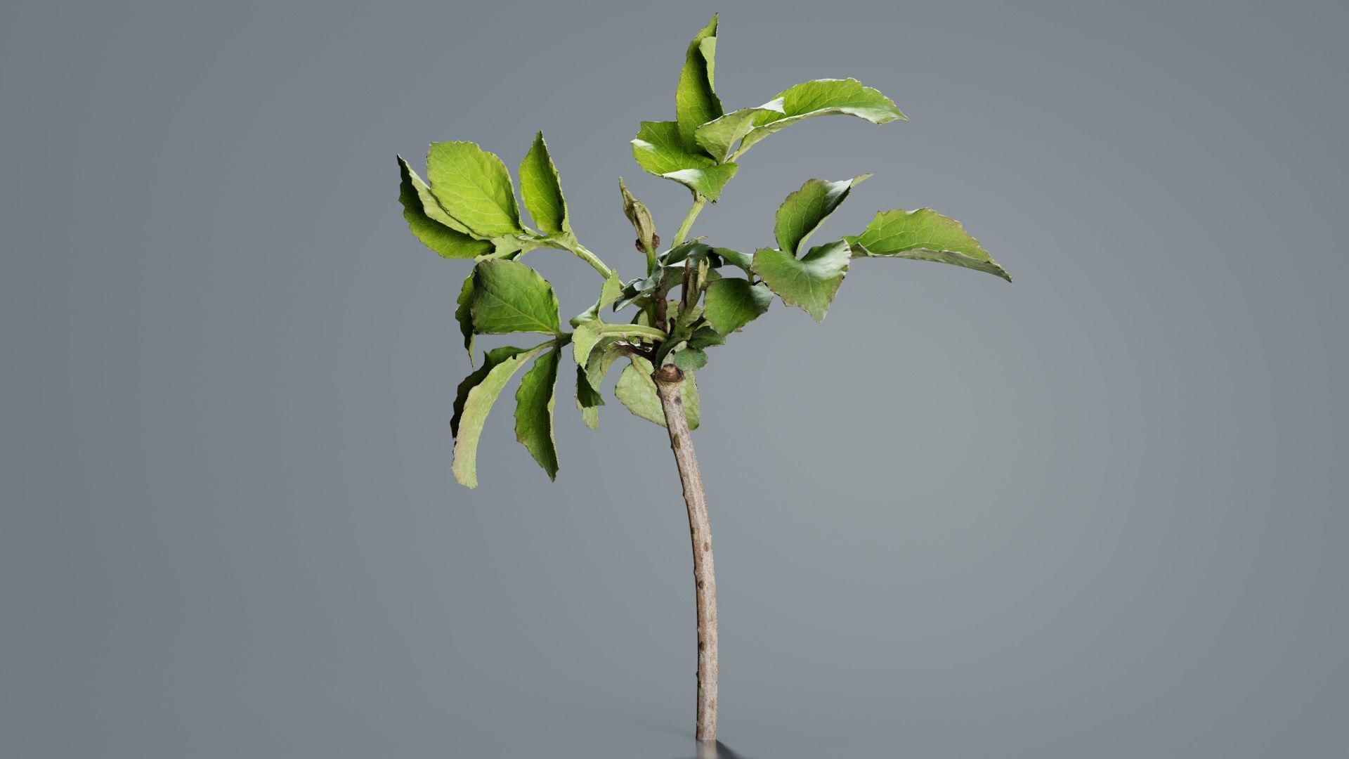 Sambucus Nigra Common Elder Viburnaceae Sprout Low-poly 3D model_2