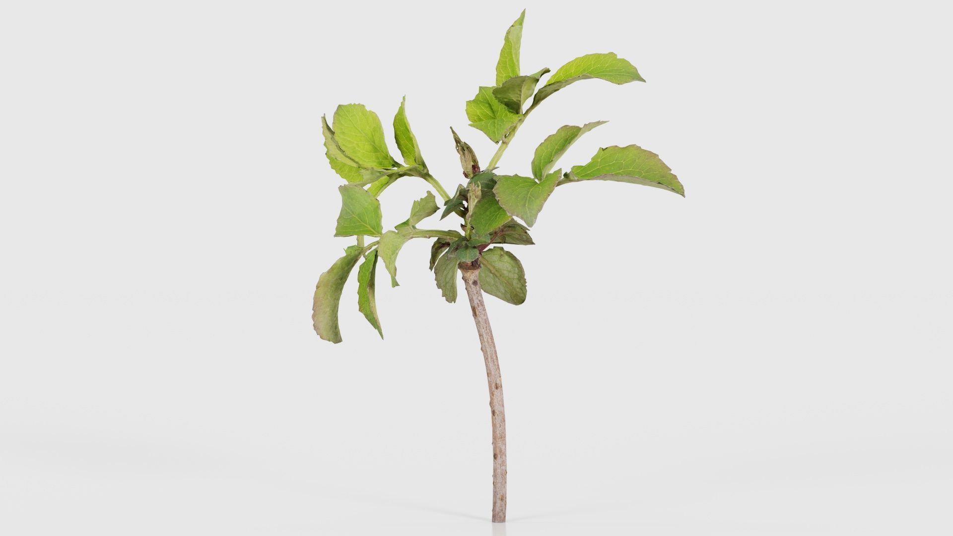 Sambucus Nigra Common Elder Viburnaceae Sprout Low-poly 3D model_25