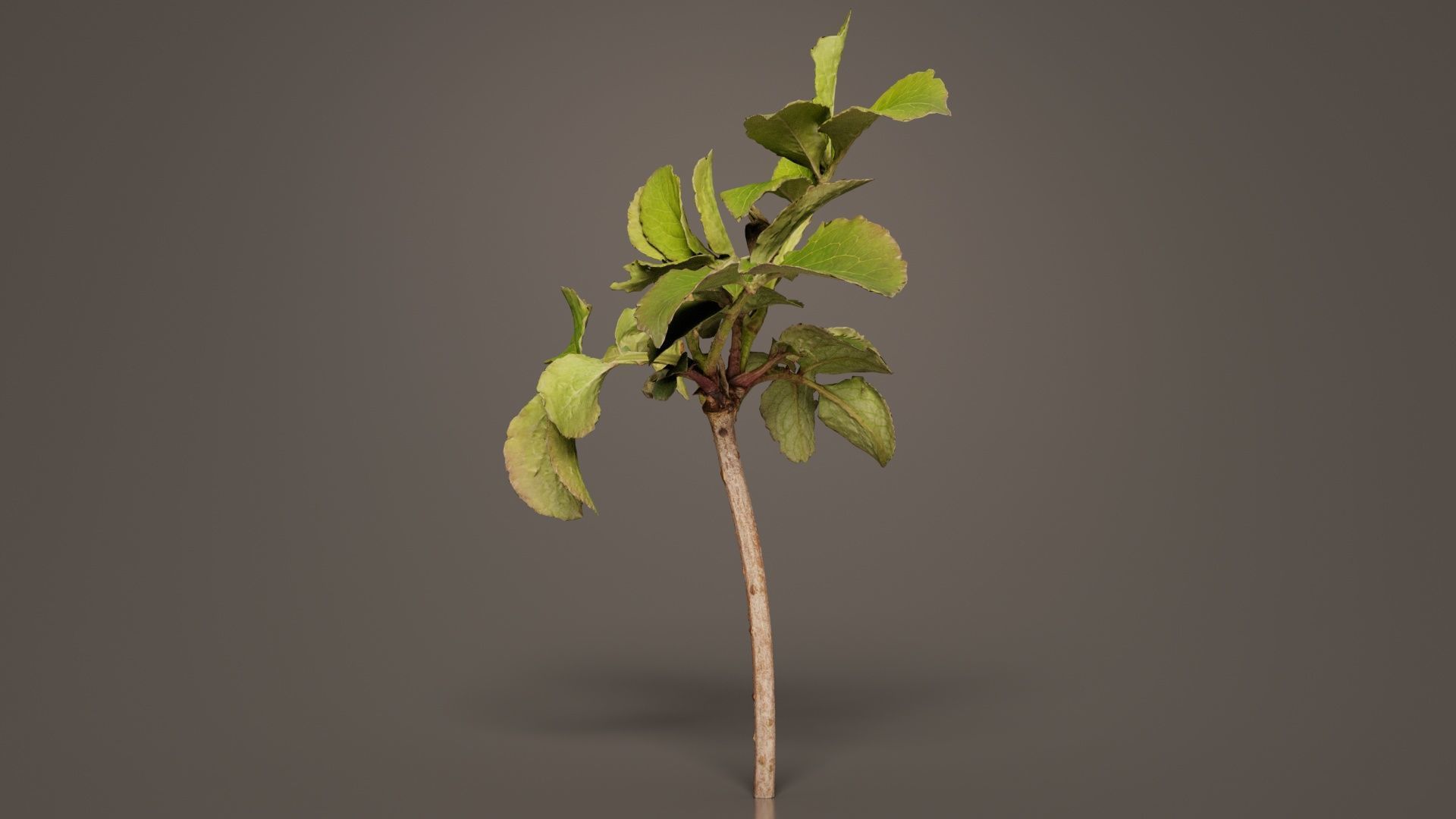 Sambucus Nigra Common Elder Viburnaceae Sprout Low-poly 3D model_8