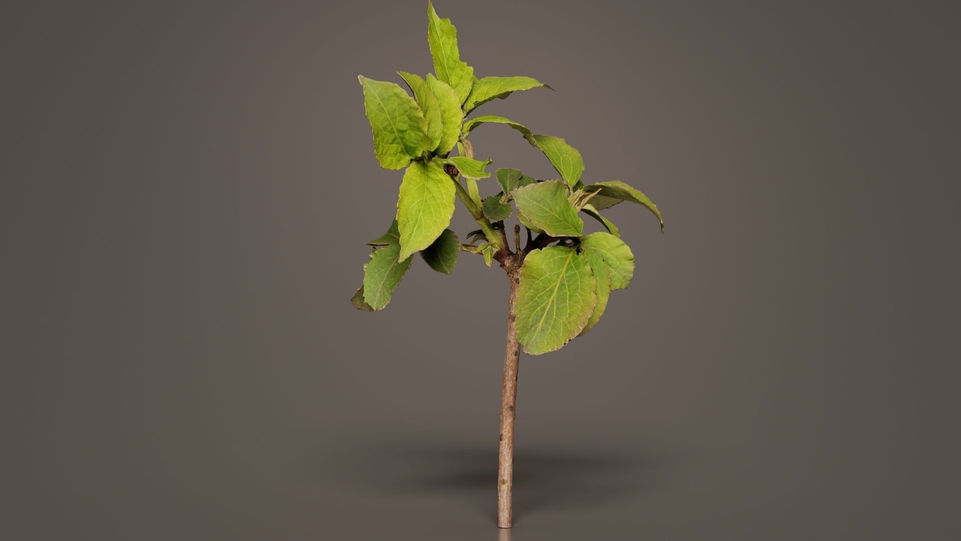 Sambucus Nigra Common Elder Viburnaceae Sprout Low-poly 3D model_4