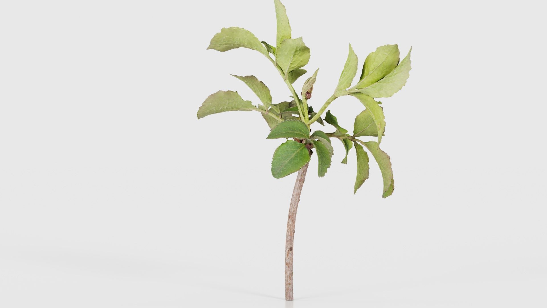 Sambucus Nigra Common Elder Viburnaceae Sprout Low-poly 3D model_19