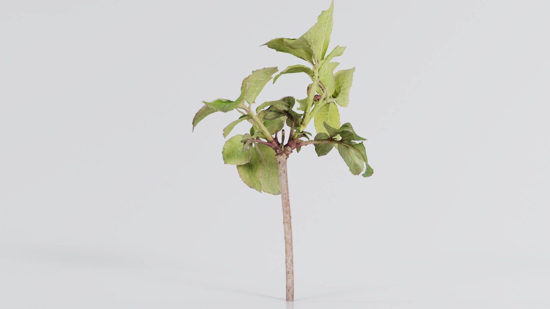 Sambucus Nigra Common Elder Viburnaceae Sprout Low-poly 3D model_6