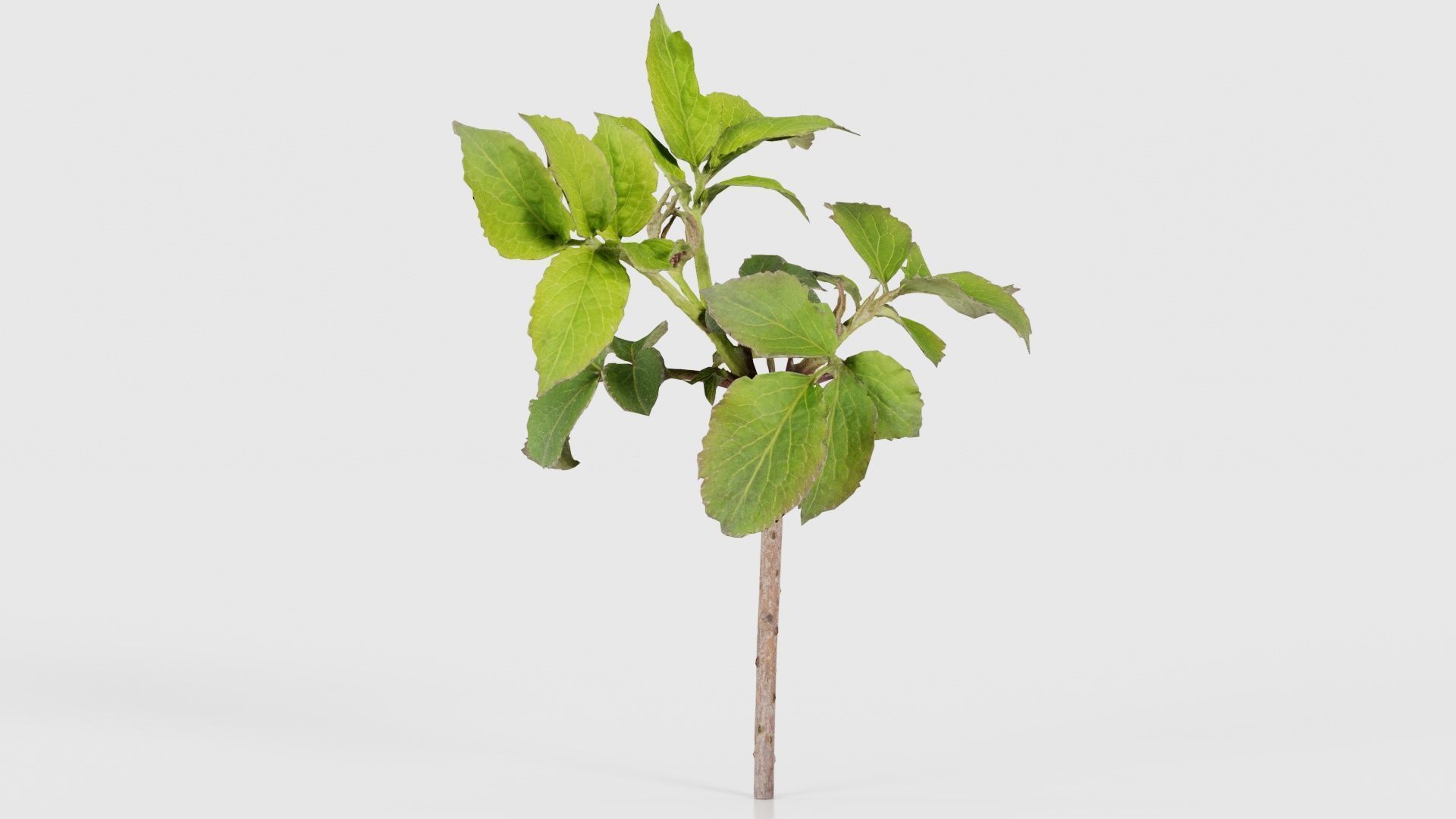 Sambucus Nigra Common Elder Viburnaceae Sprout Low-poly 3D model_16