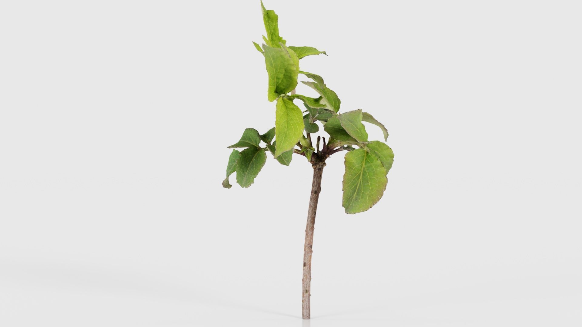 Sambucus Nigra Common Elder Viburnaceae Sprout Low-poly 3D model_17