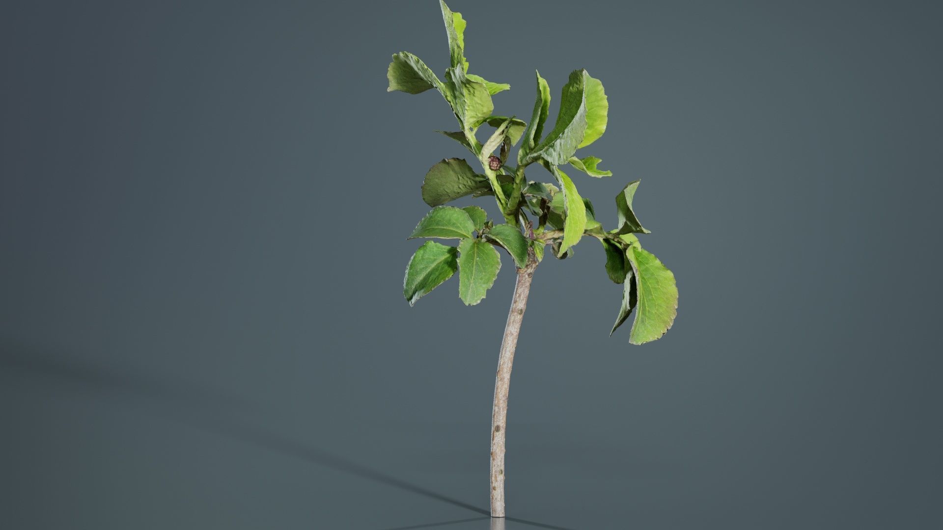 Sambucus Nigra Common Elder Viburnaceae Sprout Low-poly 3D model_5