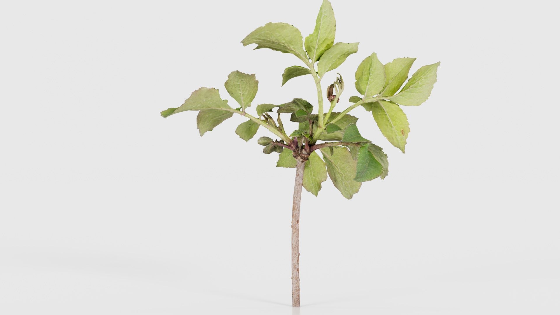 Sambucus Nigra Common Elder Viburnaceae Sprout Low-poly 3D model_21