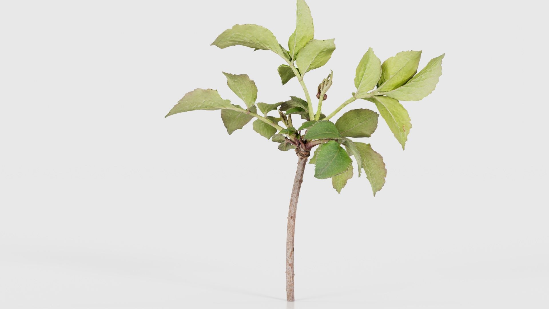 Sambucus Nigra Common Elder Viburnaceae Sprout Low-poly 3D model_20