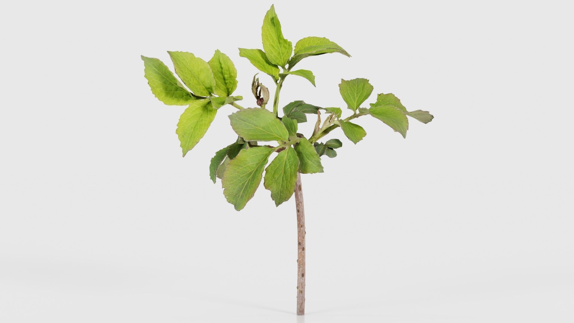 Sambucus Nigra Common Elder Viburnaceae Sprout Low-poly 3D model_15