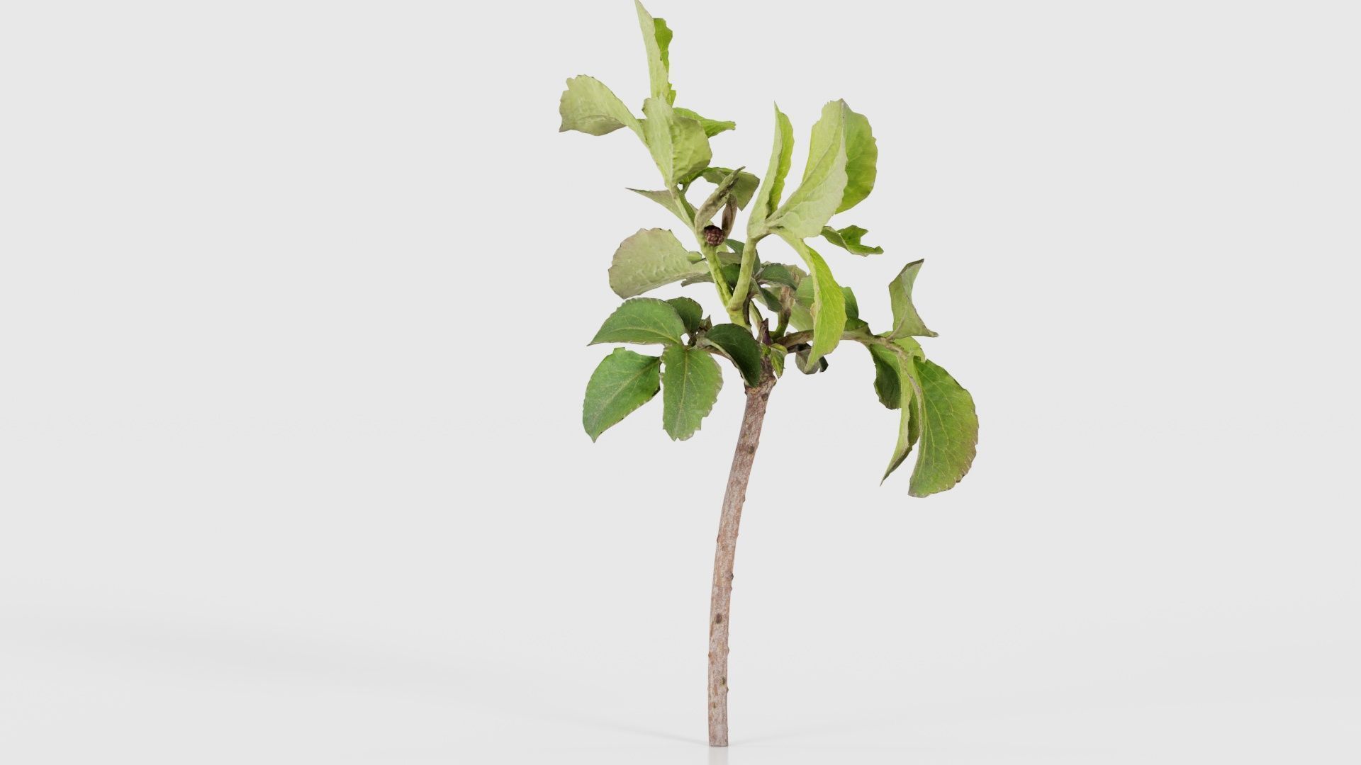 Sambucus Nigra Common Elder Viburnaceae Sprout Low-poly 3D model_18