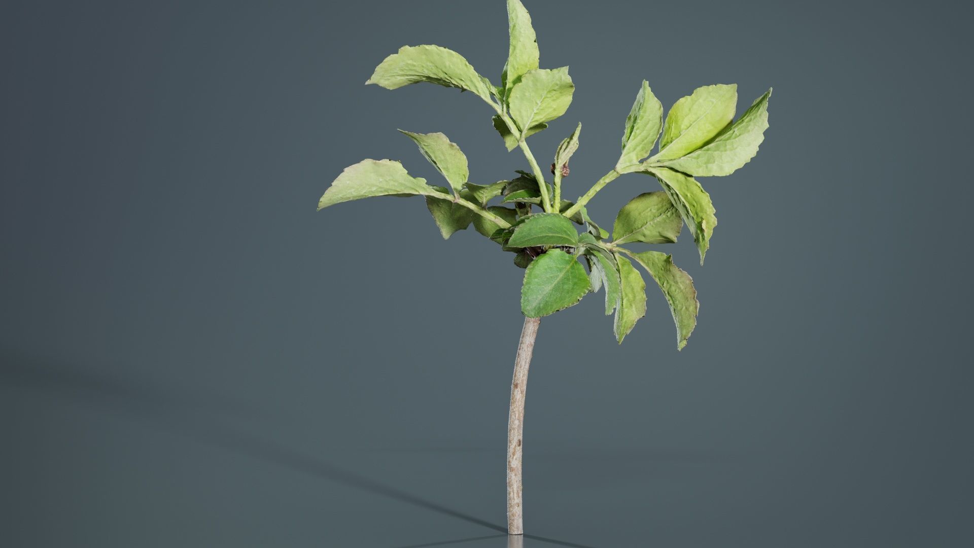 Sambucus Nigra Common Elder Viburnaceae Sprout Low-poly 3D model_3
