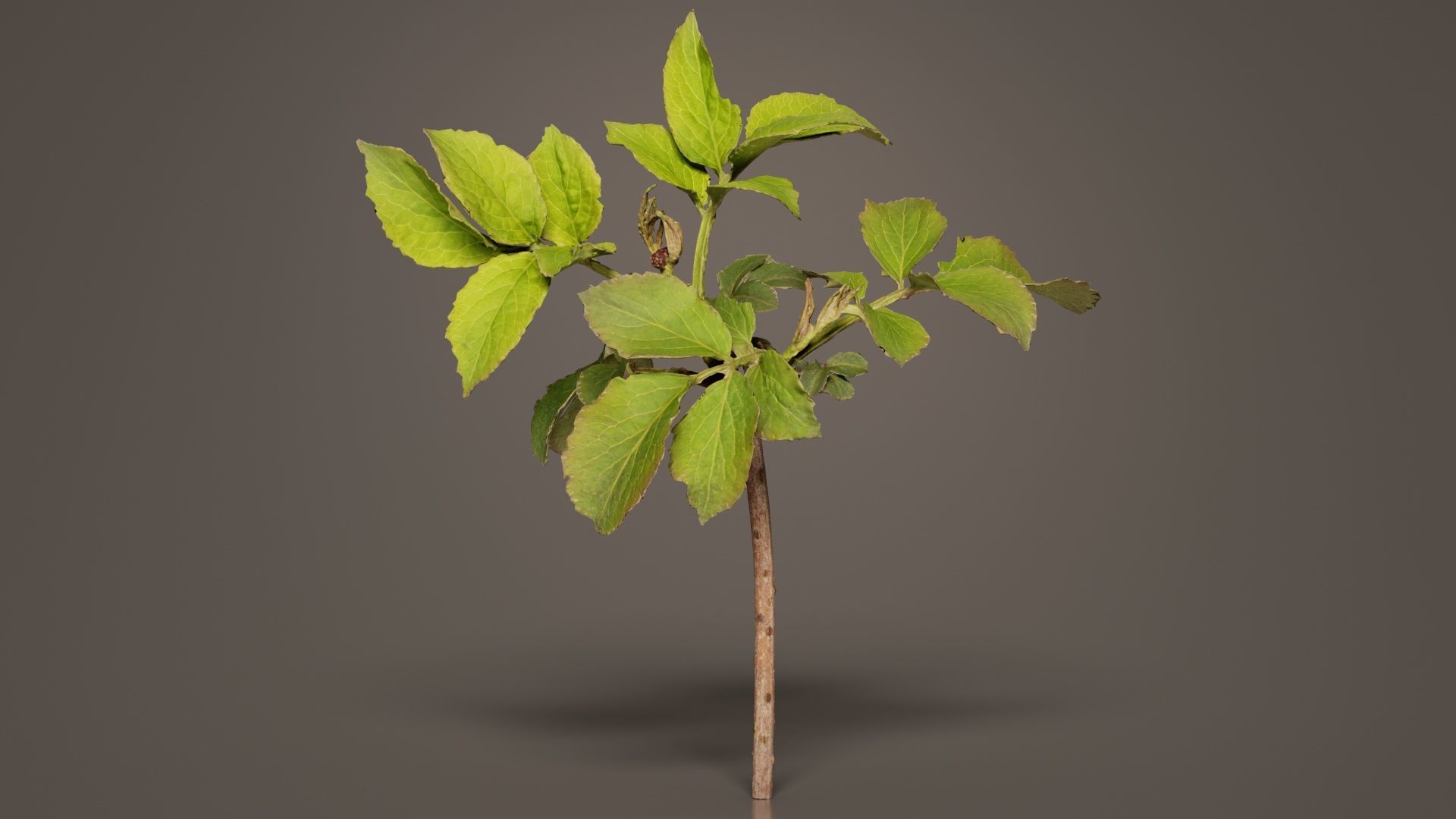 Sambucus Nigra Common Elder Viburnaceae Sprout Low-poly 3D model_1