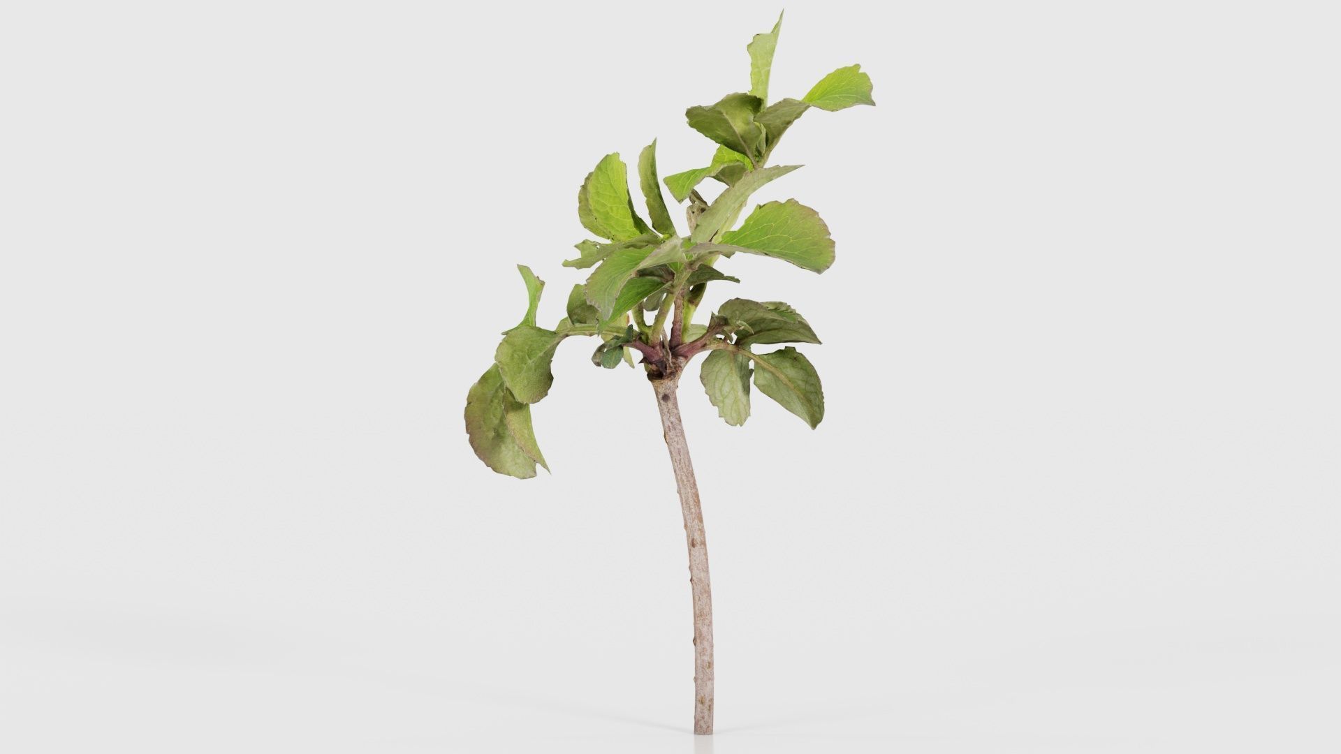 Sambucus Nigra Common Elder Viburnaceae Sprout Low-poly 3D model_24