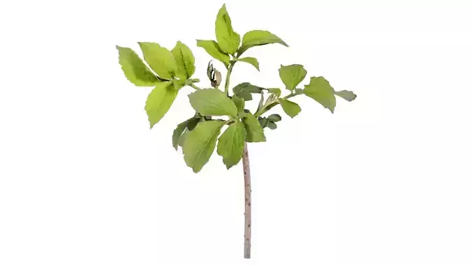 Sambucus Nigra Common Elder Viburnaceae Sprout