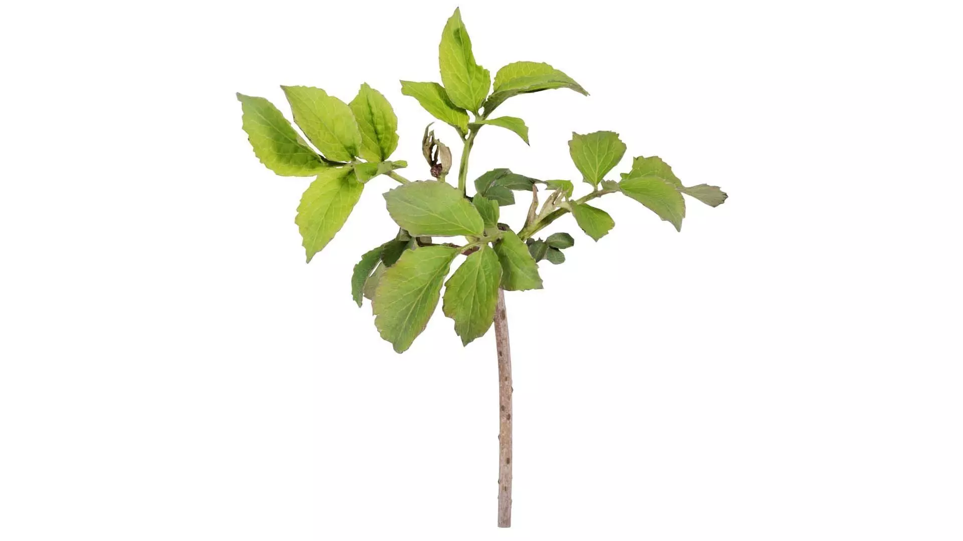 Sambucus Nigra Common Elder Viburnaceae Sprout Low-poly 3D model_0