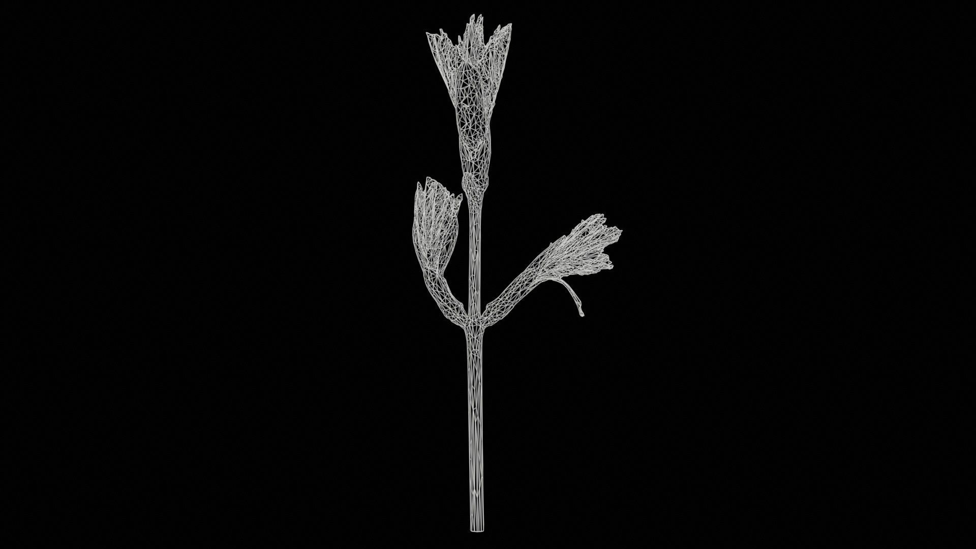 Sycamore Maple Sapindaceae Sprout Low-poly 3D model_11