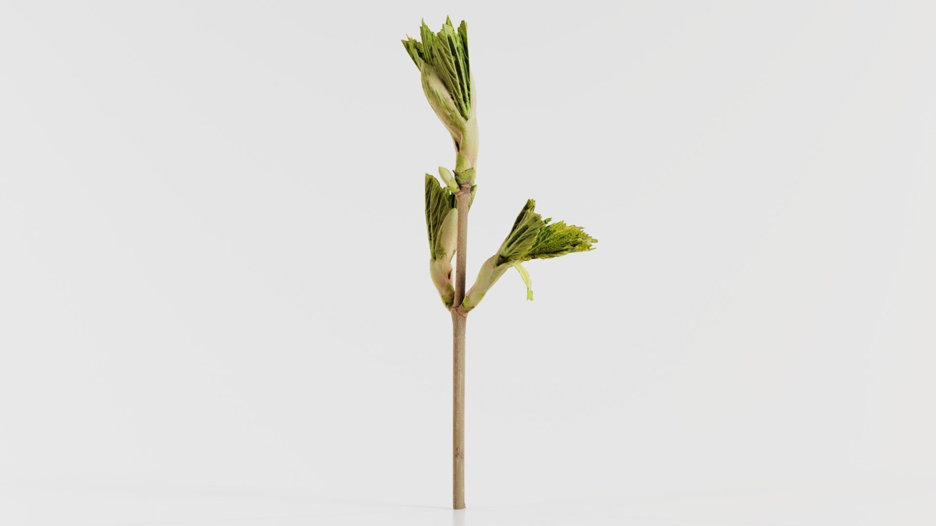 Sycamore Maple Sapindaceae Sprout Low-poly 3D model_4