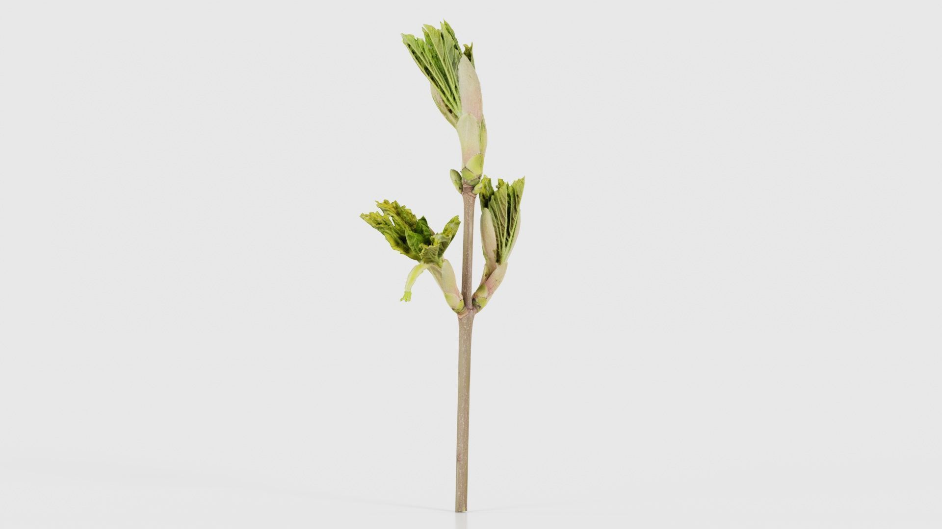 Sycamore Maple Sapindaceae Sprout Low-poly 3D model_23