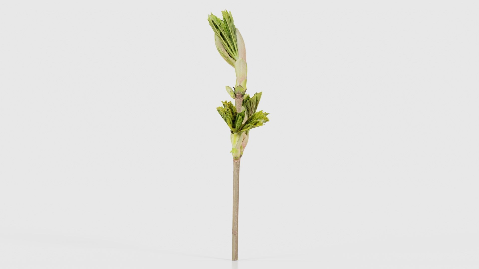 Sycamore Maple Sapindaceae Sprout Low-poly 3D model_24