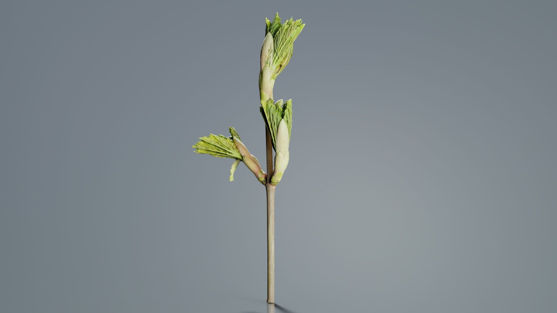 Sycamore Maple Sapindaceae Sprout Low-poly 3D model_6
