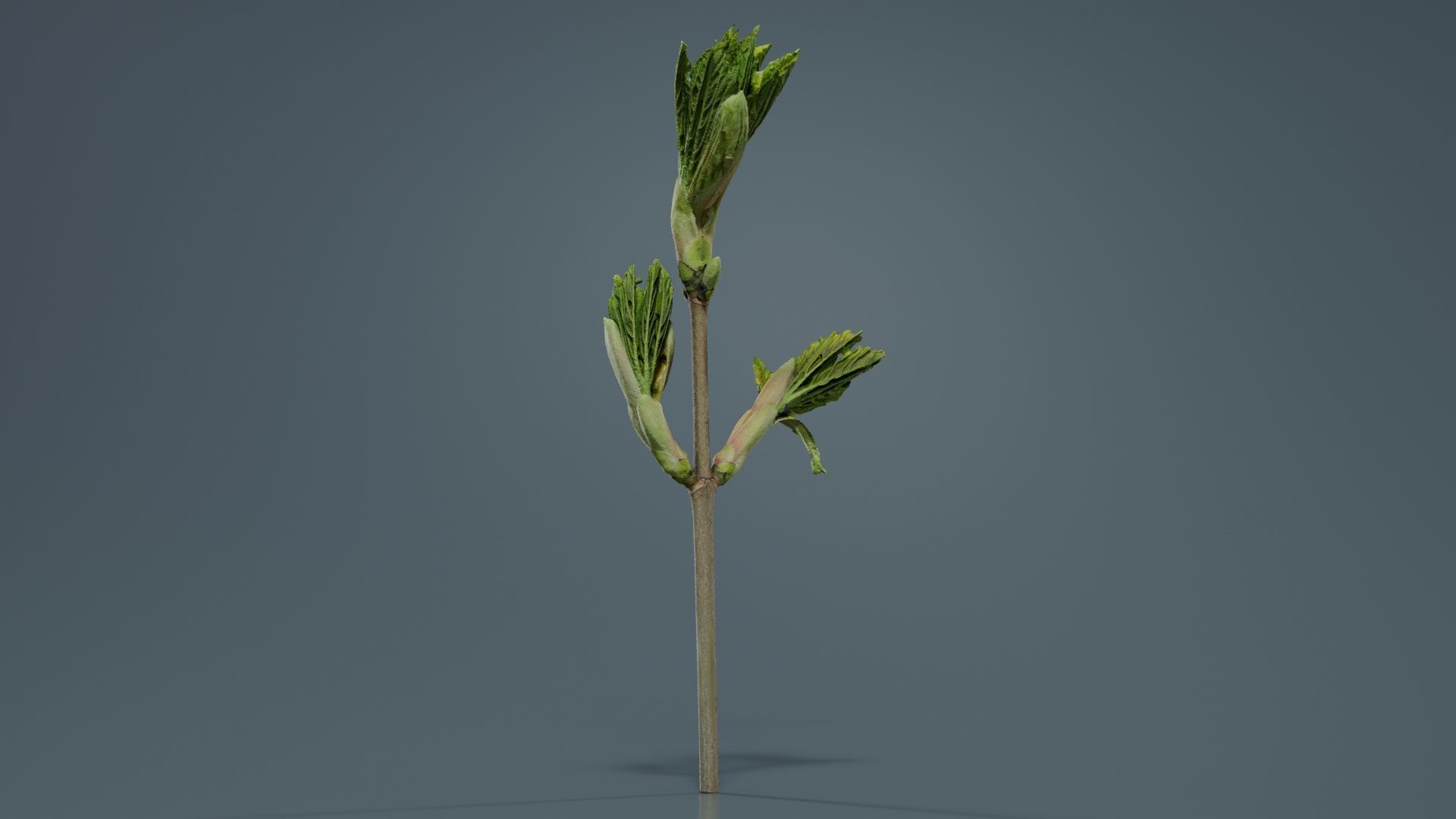 Sycamore Maple Sapindaceae Sprout Low-poly 3D model_7